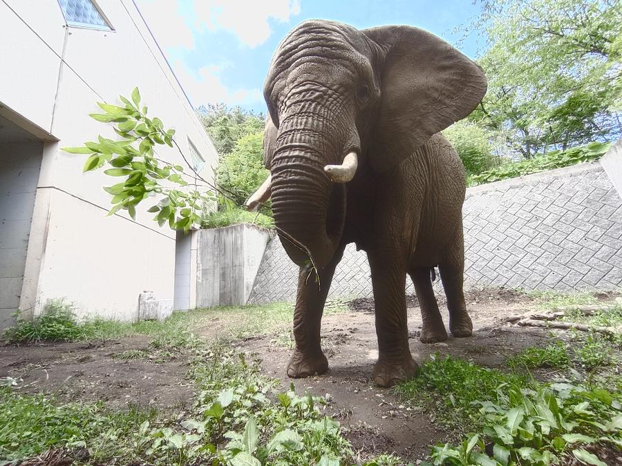 アフリカゾウの「マオ」に誕生日プレゼントを贈れるリターン追加