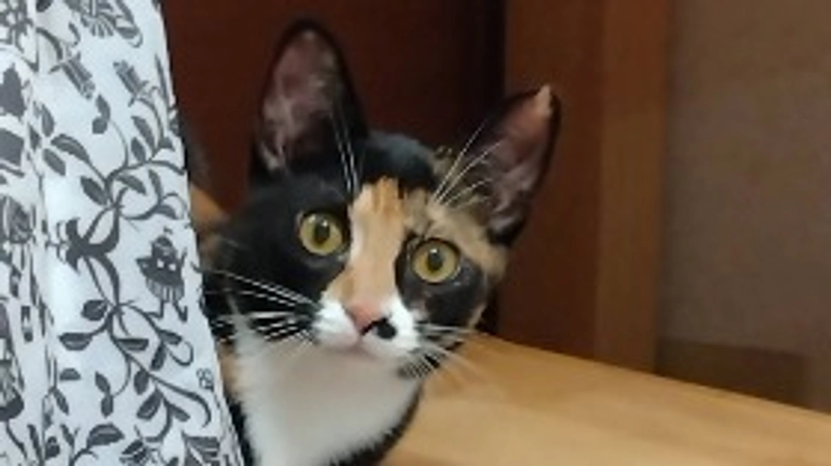 カペラの可愛い降参