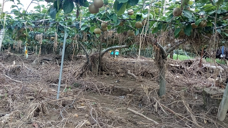 豪雨災害を受けた梨農家を継承するための資金