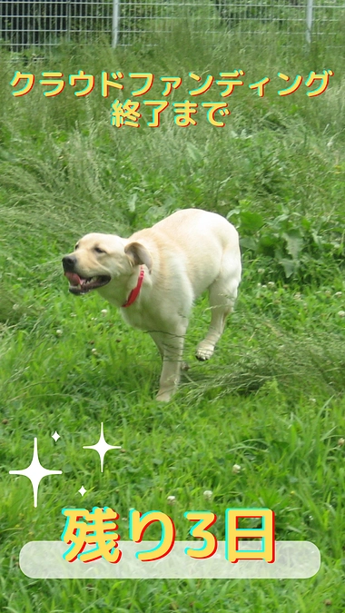 あと3日、寄付への想いをご紹介🌞（応援コメントより）