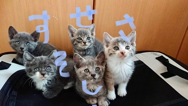 野良猫の過酷な現状と保護の限界!息子と野良猫0匹を目指しての挑戦!