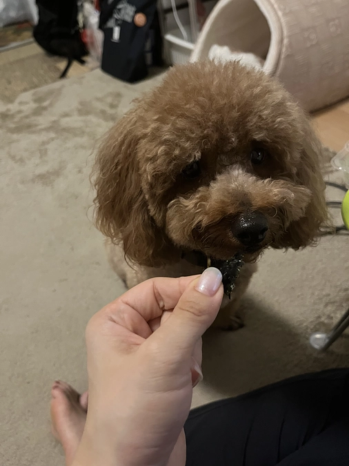 鍼治療に挑戦できるかも