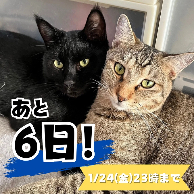 【終了まであと6日！】あたたかい応援メッセージのご紹介