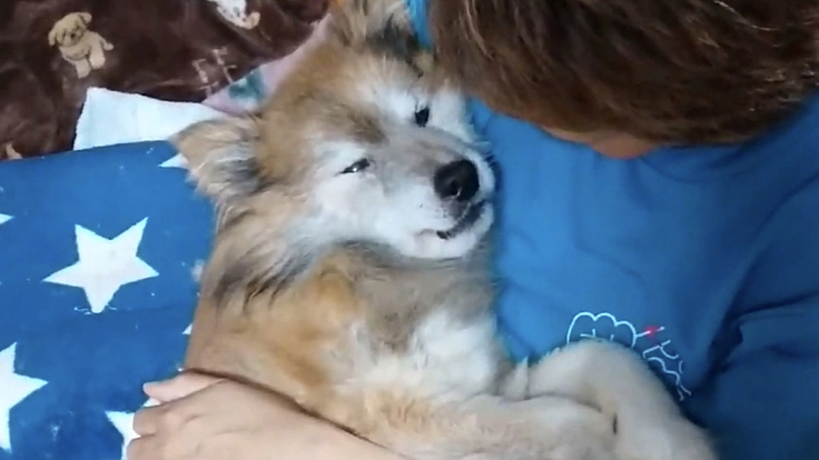 もっと安心して暮らせる居場所に！老朽化したシェルターの屋根を修繕！