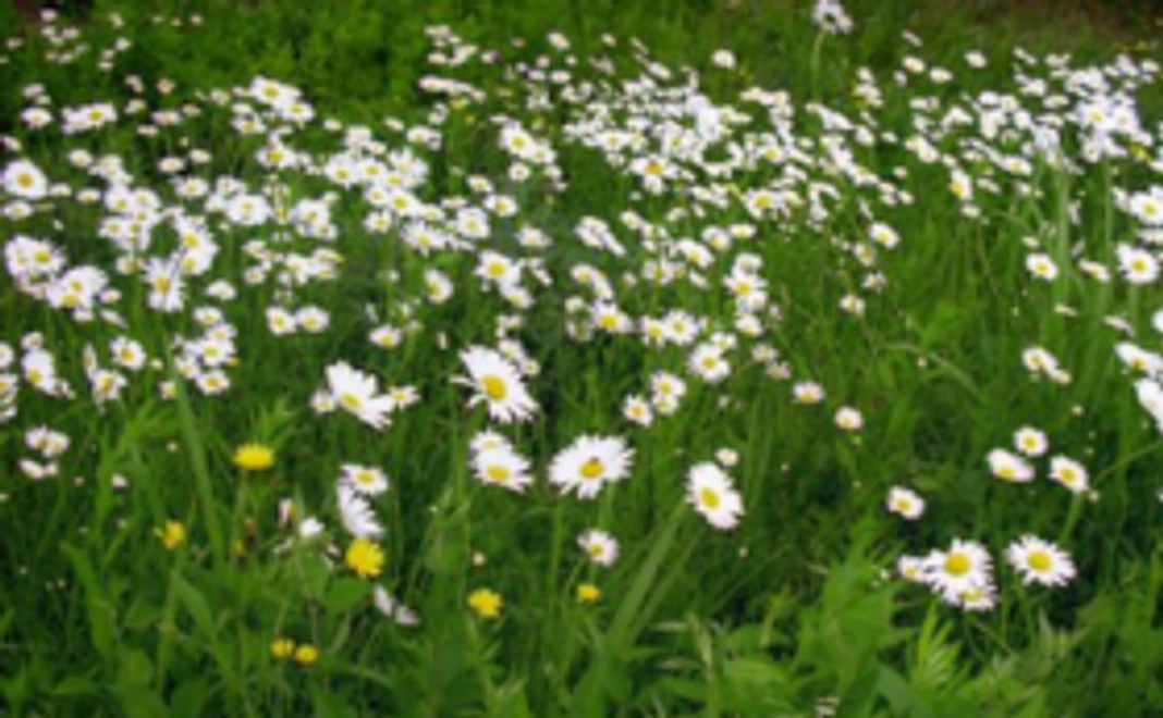 サンクスレター＆メダカの学校　機関誌1冊