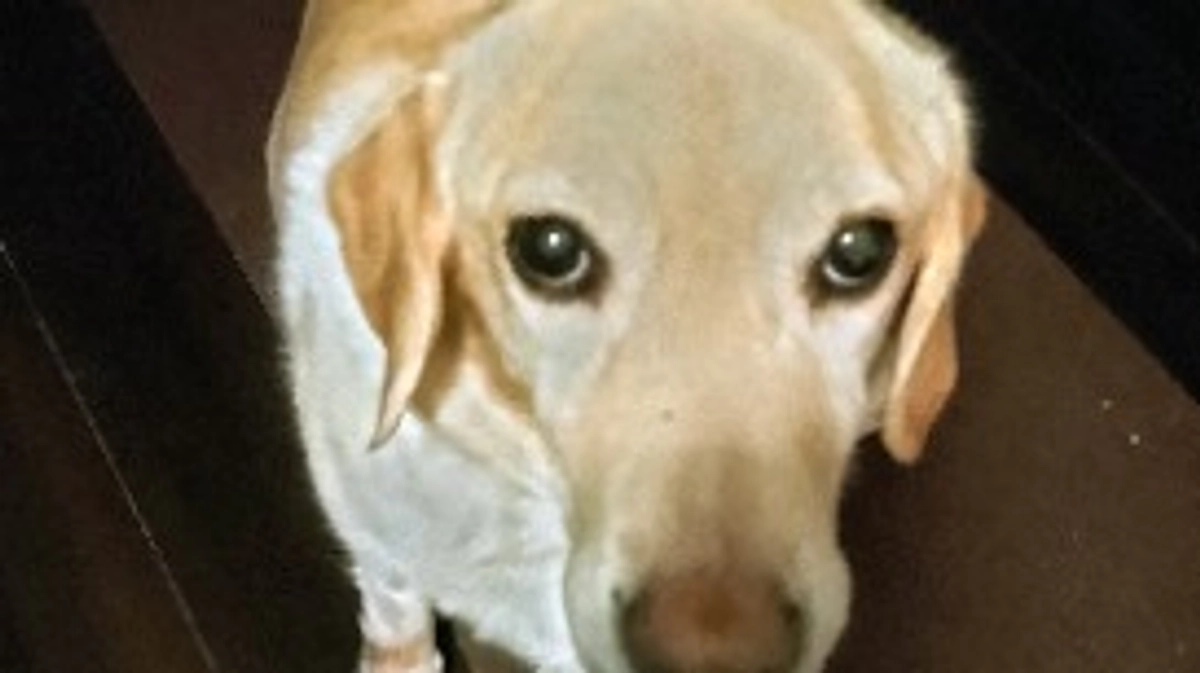 特にバズる予定は無い動画①