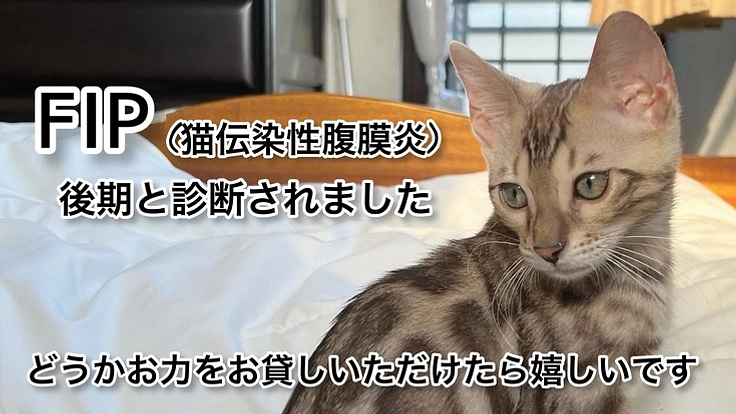 難病FIPと闘うニンニン君にどうかご支援頂けないでしょうか