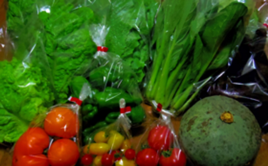 水耕野菜を味わってみる！（野菜詰め合わせ２か月分）