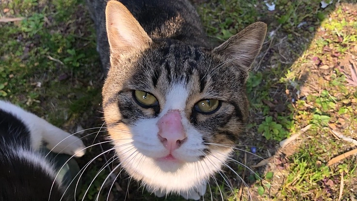 飼主の居ない猫と犬のシェルターを熊本に作りたい