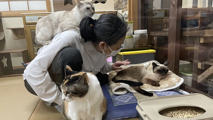 猫の命に全力で向き合う旅館「新玉旅館」の保護活動にご支援を