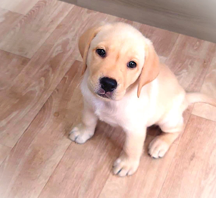 アンバサダーパピー杏（あんず）よりお礼