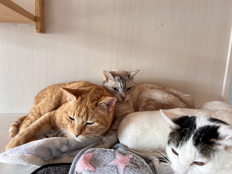 今月の活動報告とお知らせ