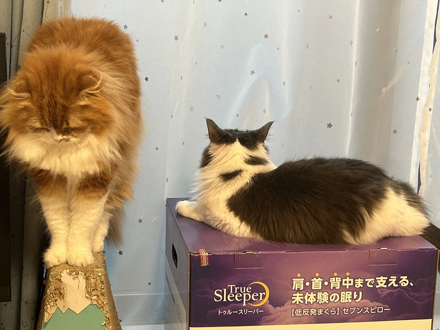 残り日数8日！！！！