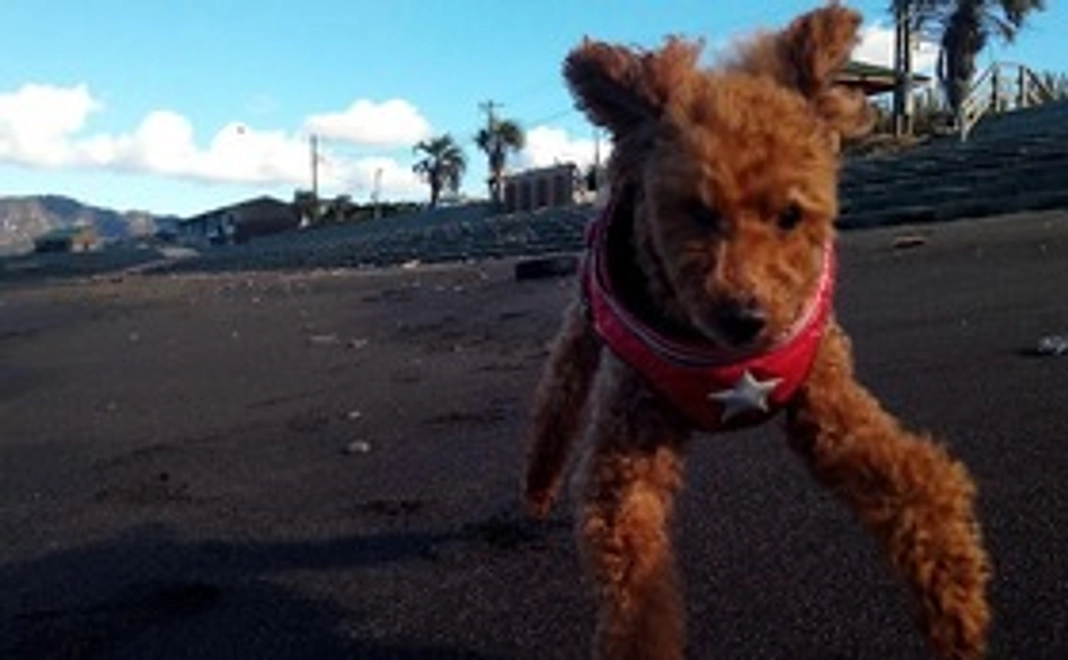 リアンを応援ファイト！コース1