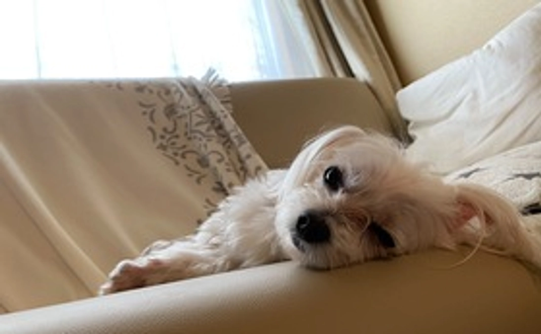 しらすを助けてください①