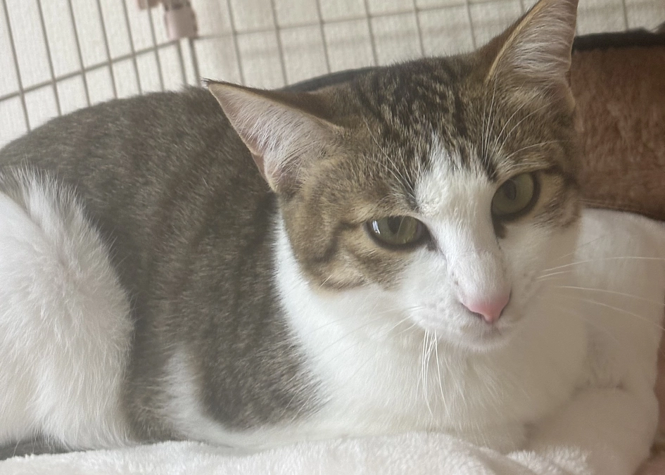 投薬78日目のご報告