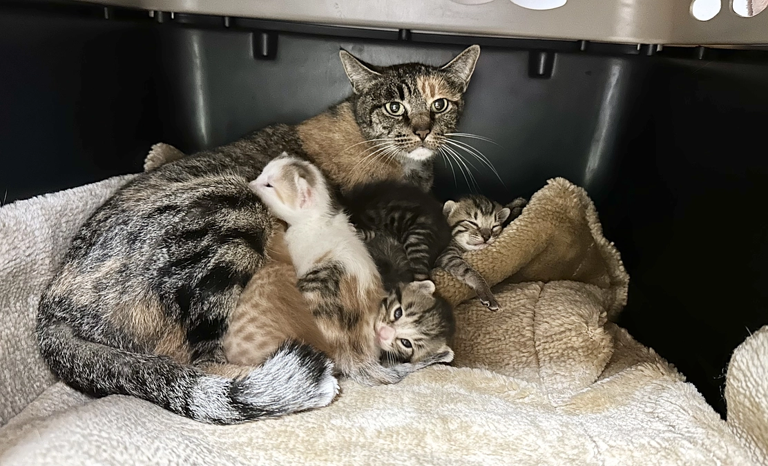 段ボールの中で生まれた子猫