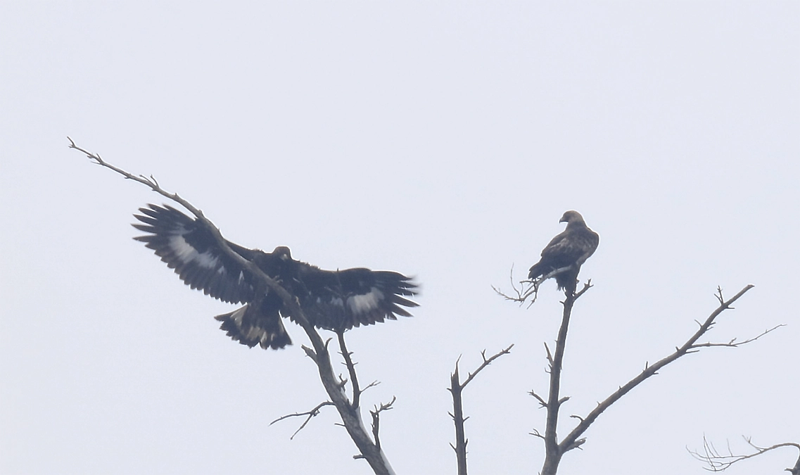 伊吹山のイヌワシ幼鳥「サーナ」2025年2月1日　親子3羽で過ごす