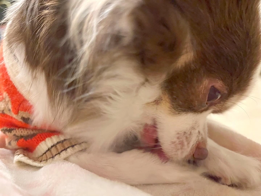 2023.12.21 抜糸後の様子。