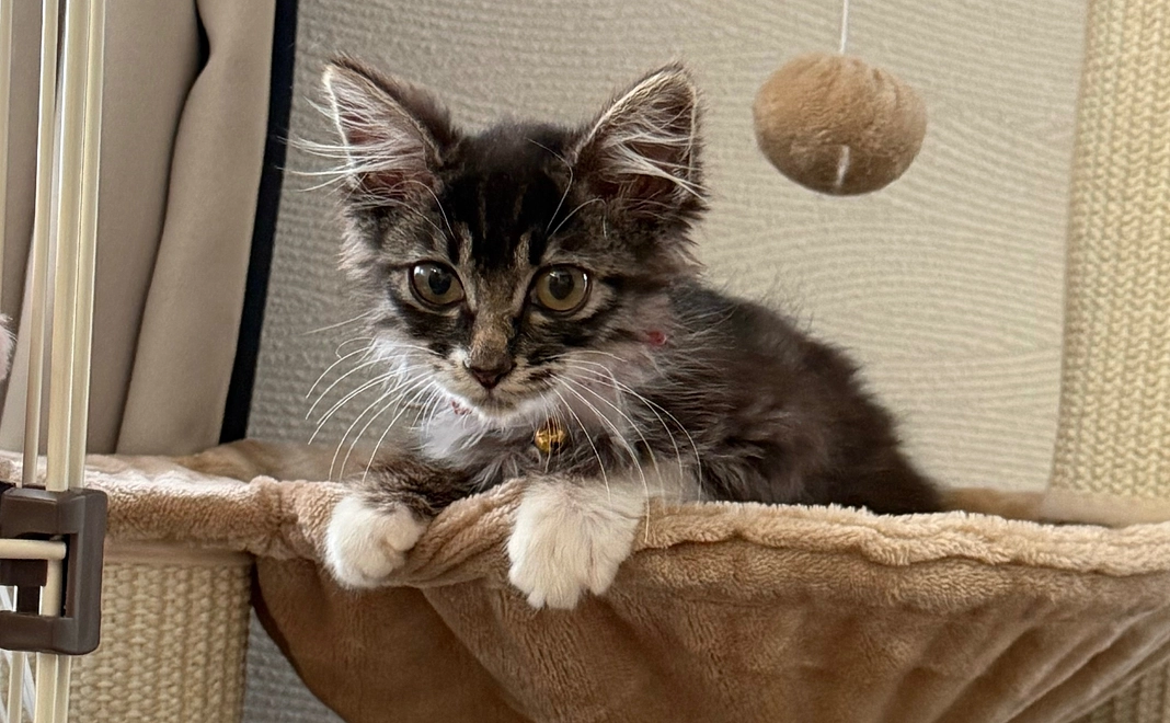 ジジ応援プラン④