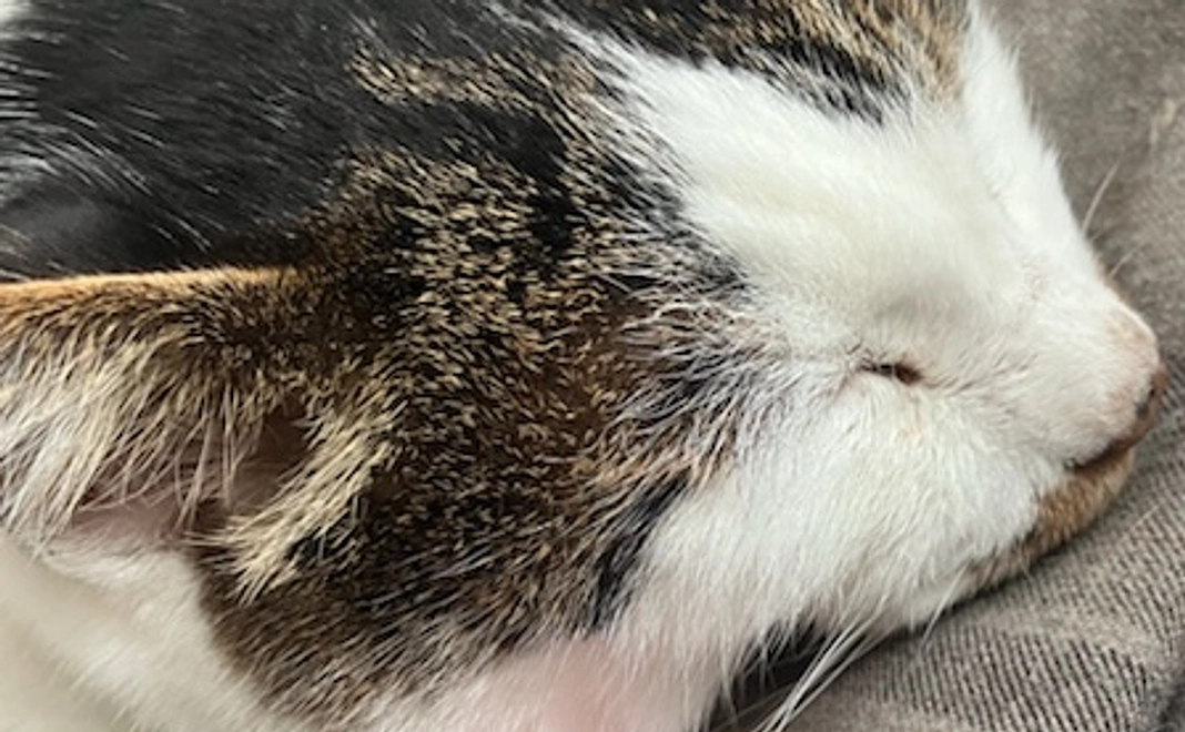 感謝のメール　１