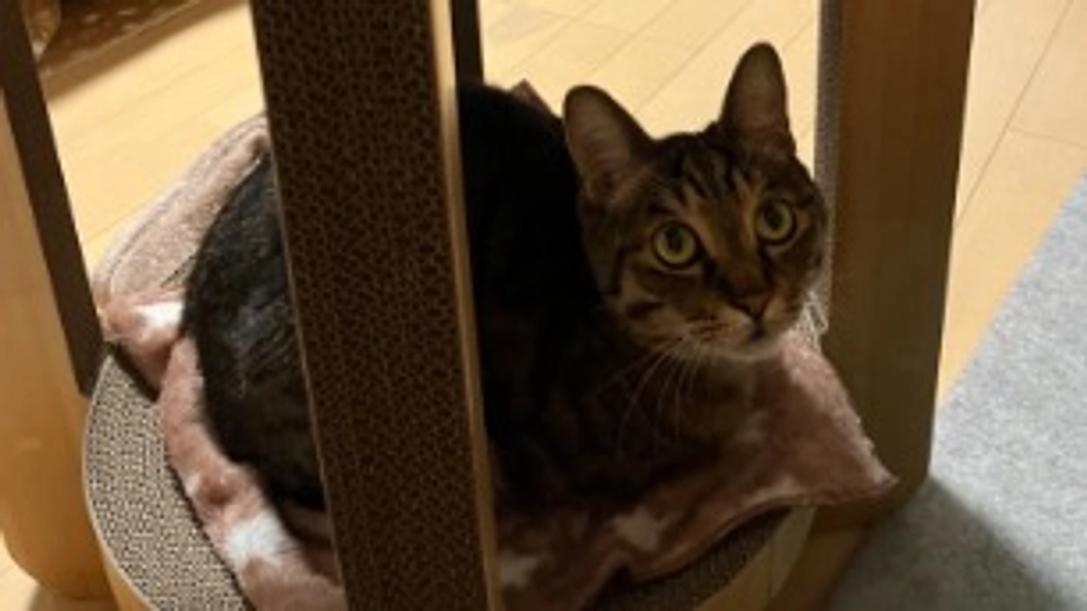 【今日のなっちゃん】5月29日