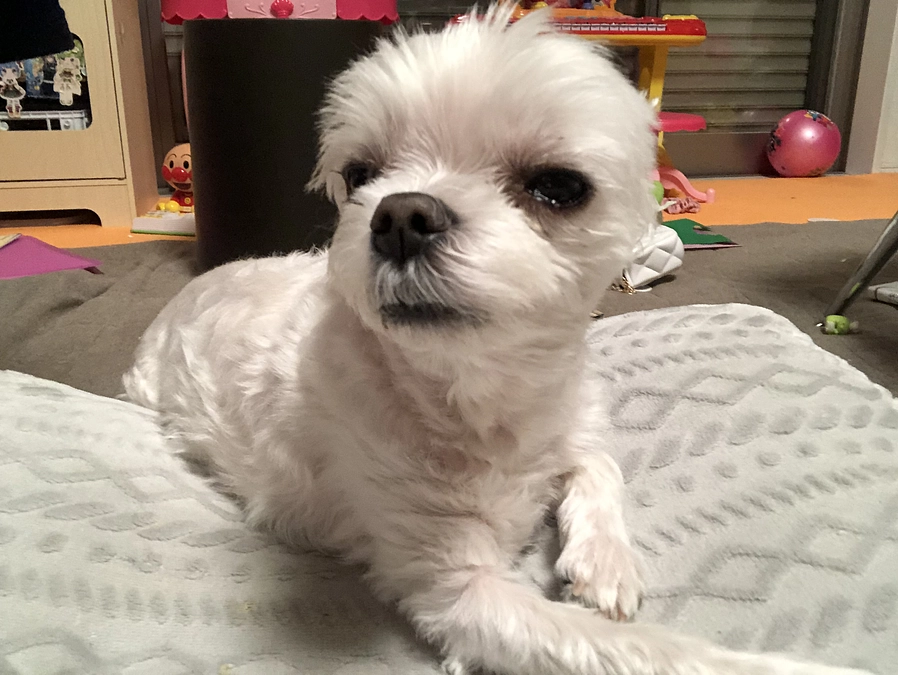 8/7のパフ太(*^_^*)