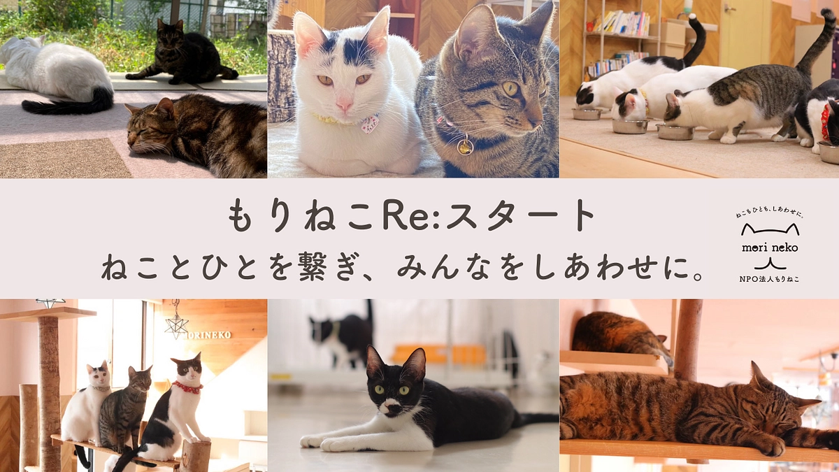 【新たなる挑戦】もりねこRe:スタートのお知らせ！