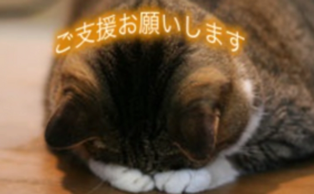 【50,000円】猫に居心地の良いホテルを提供するために！