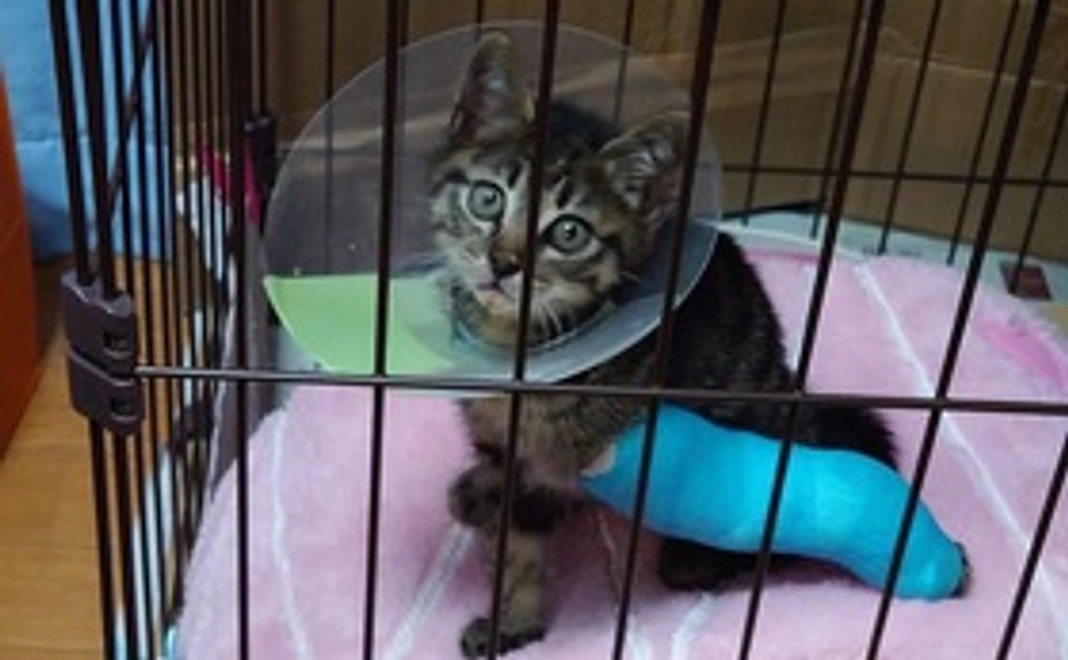 ご支援ありがとうございます。