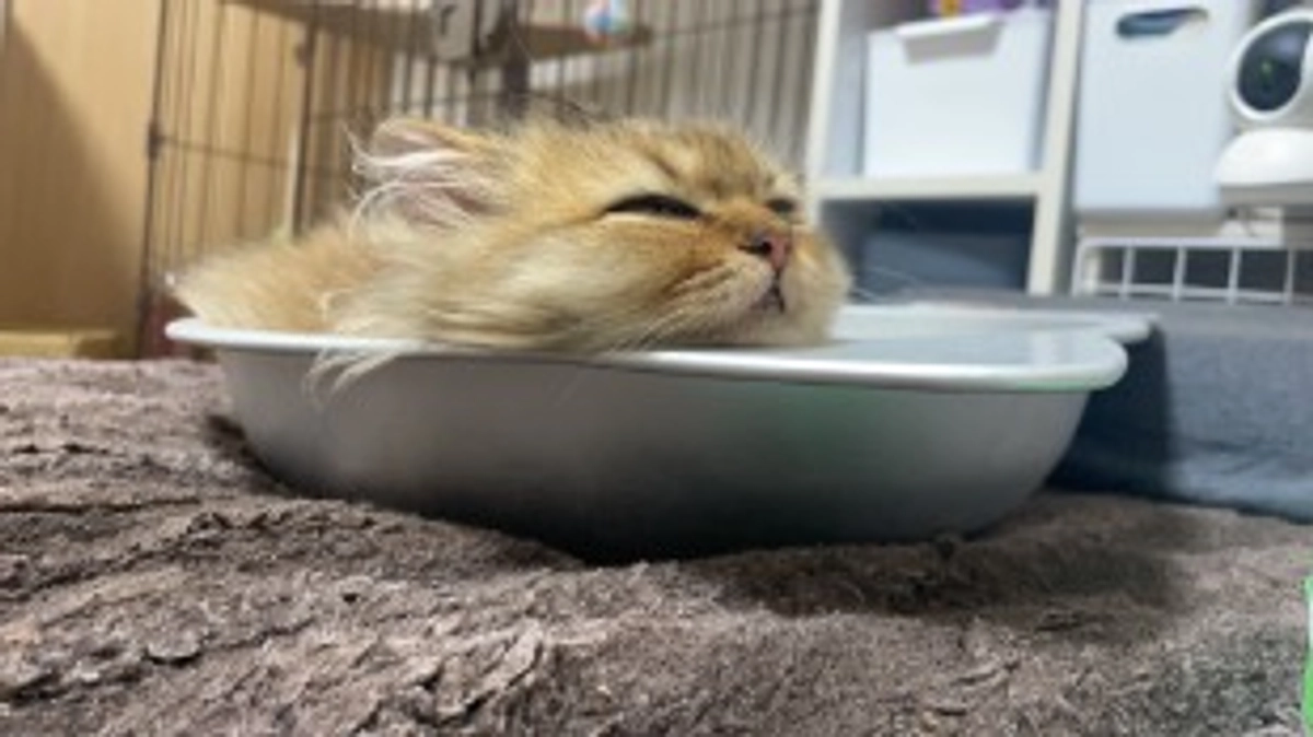 残り時間4時間と少々！