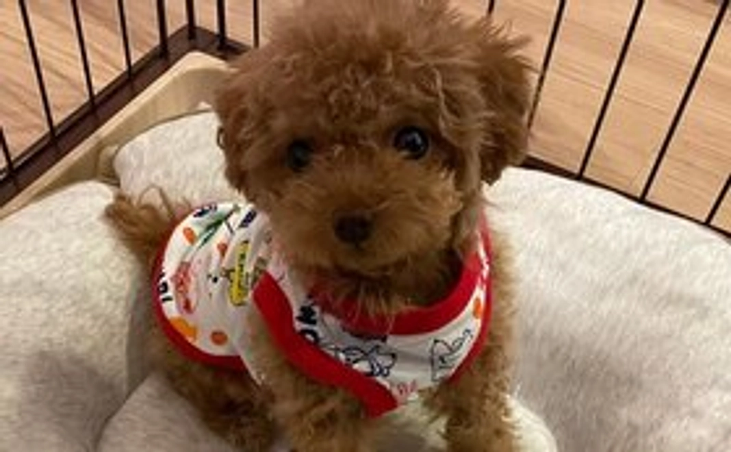 お礼メールとチェリーの写真 1