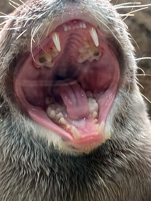 動物の口～！（カワウソ）
