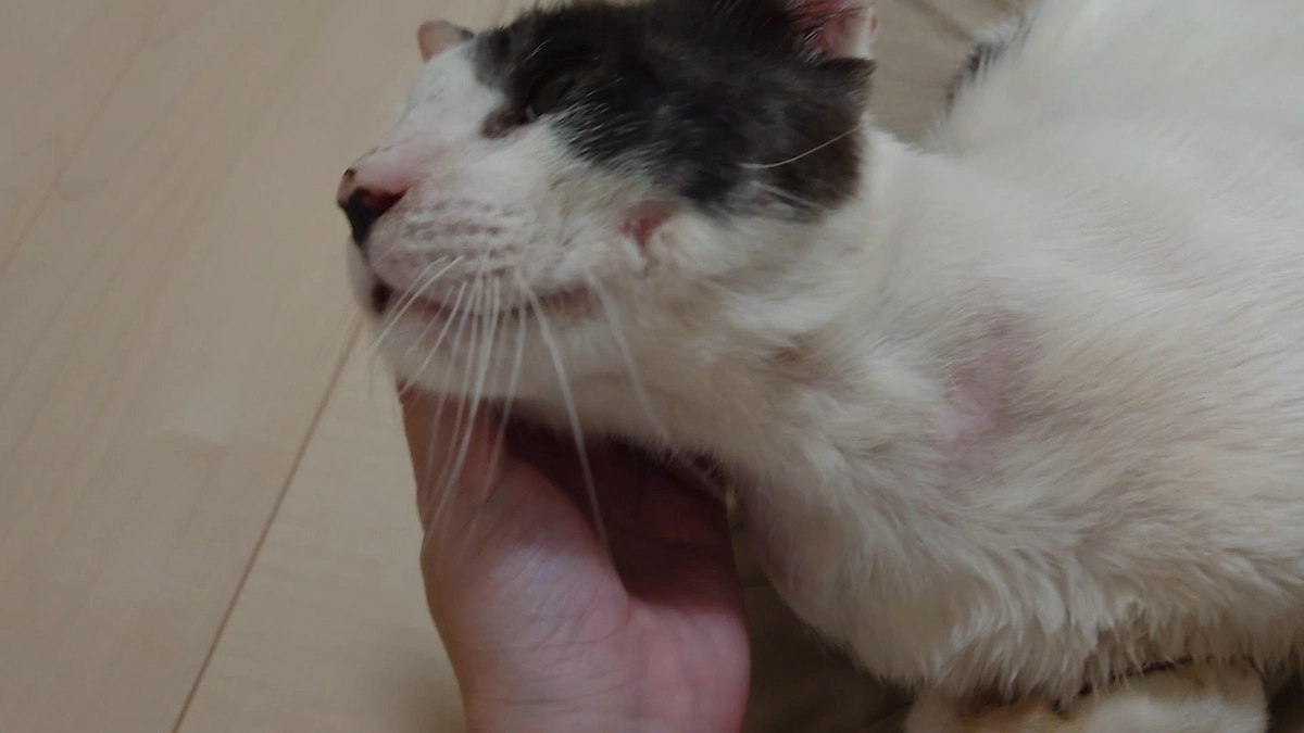 🐈ヨッちゃんと運命を辿った2匹の猫の話～白黒猫のオレオ編～🐈