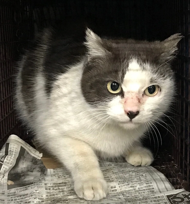 ここに猫を捨てに来ました。