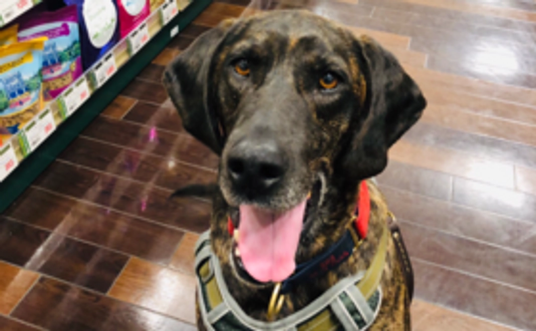 【一頭でも多くの猟犬を救うために！】オリジナルグッズコースA