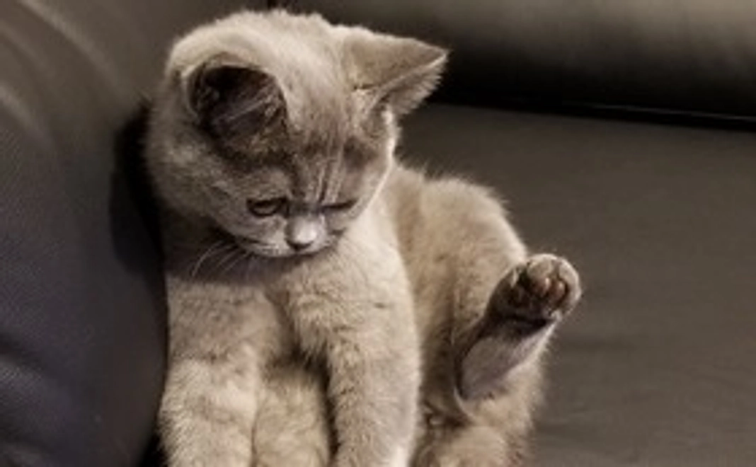 お礼のメール　ニコちゃんの画像3枚