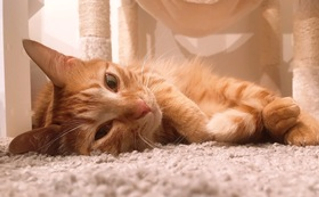 絶対負けないぞ！きなちゃん！