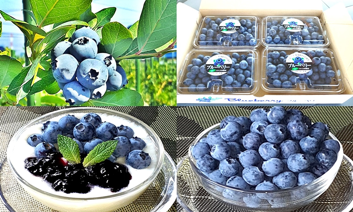 出荷開始しました！＆お礼品のお届けプランについて