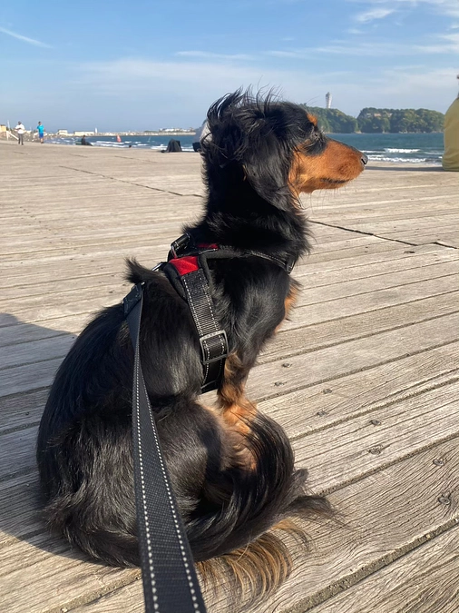 【コラム：進行性脊髄軟化症・椎間板ヘルニアの原因と予後】