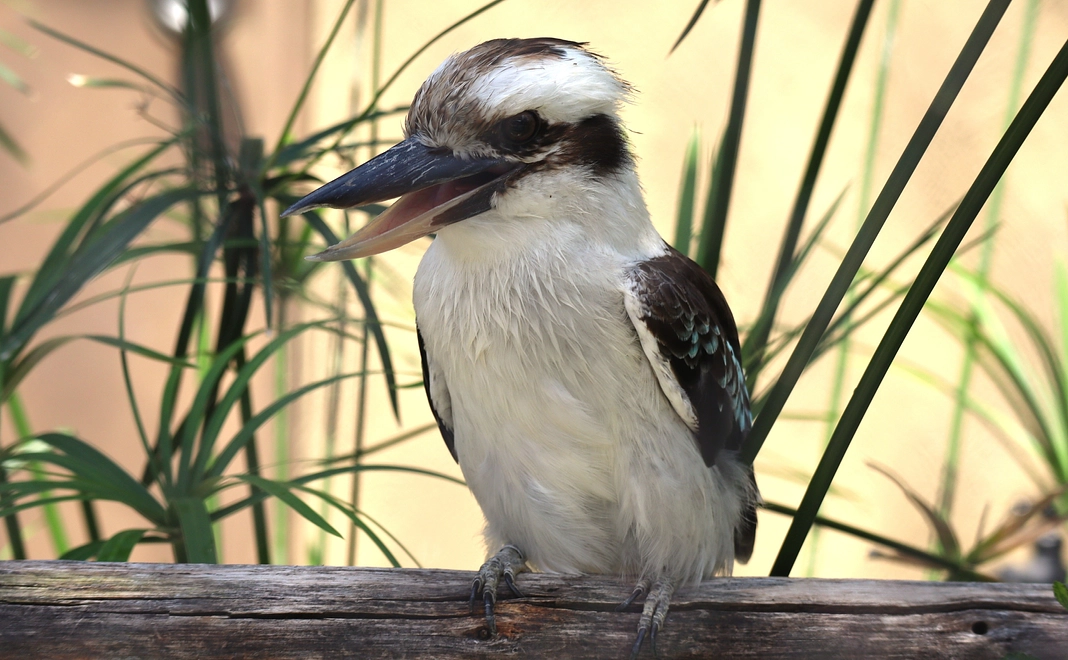 【控除対象】お気持ちコース