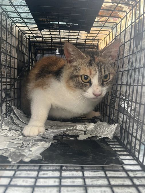 さらに2匹保護しました