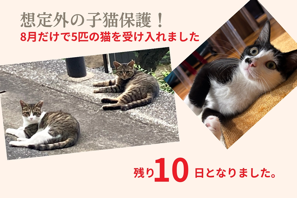 昨日、神戸に行った際、気になって居た子猫、2匹を保護しました。 どちらもとても怖がりな3~４ヶ月位の