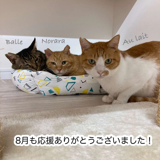 継続寄付７月分のご報告と８月の収支報告