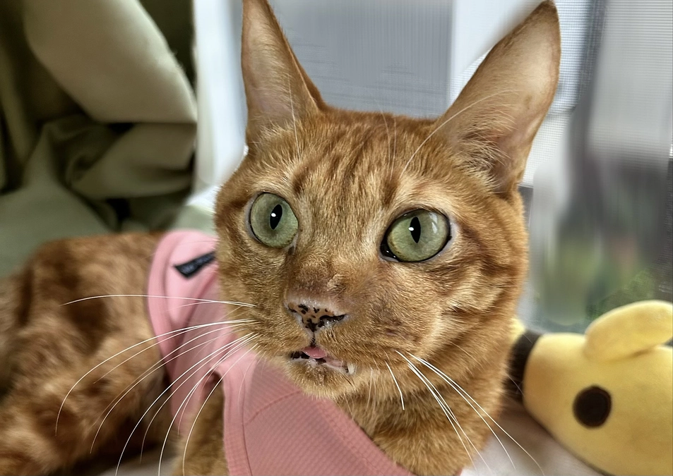 6/22   腫れがひきません…