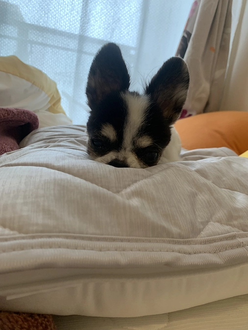 クラファン残り6日・・・😣💦💦💦