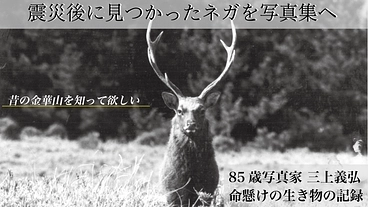 津波に流されたはずのネガが見つかった。かつての金華山の鹿がすごい！ のトップ画像