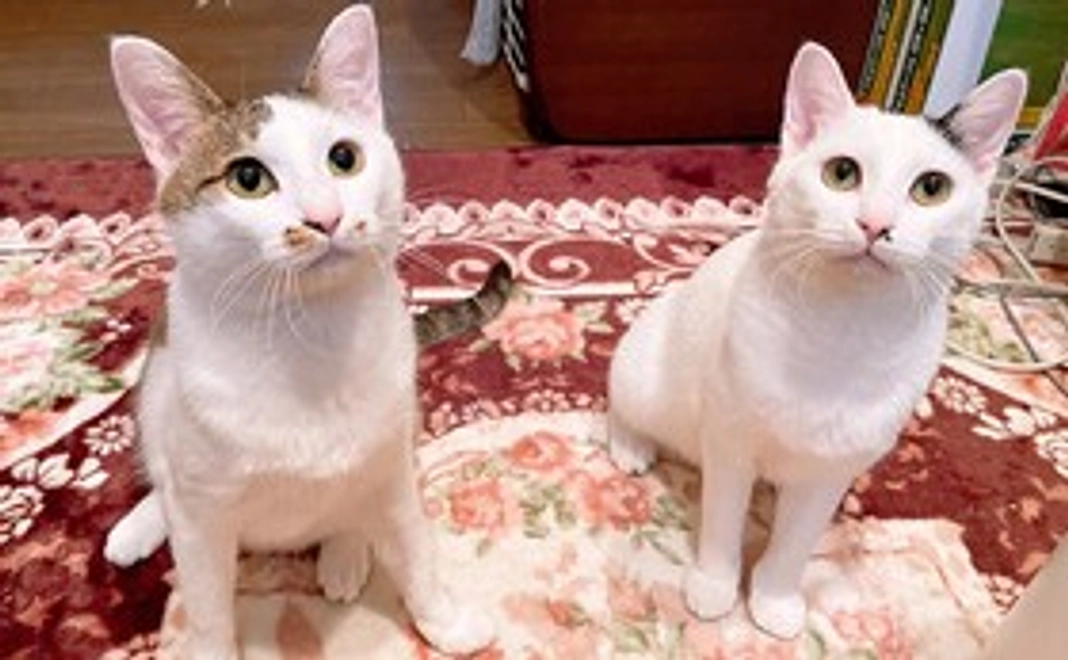 感謝のメールコース  5,000円