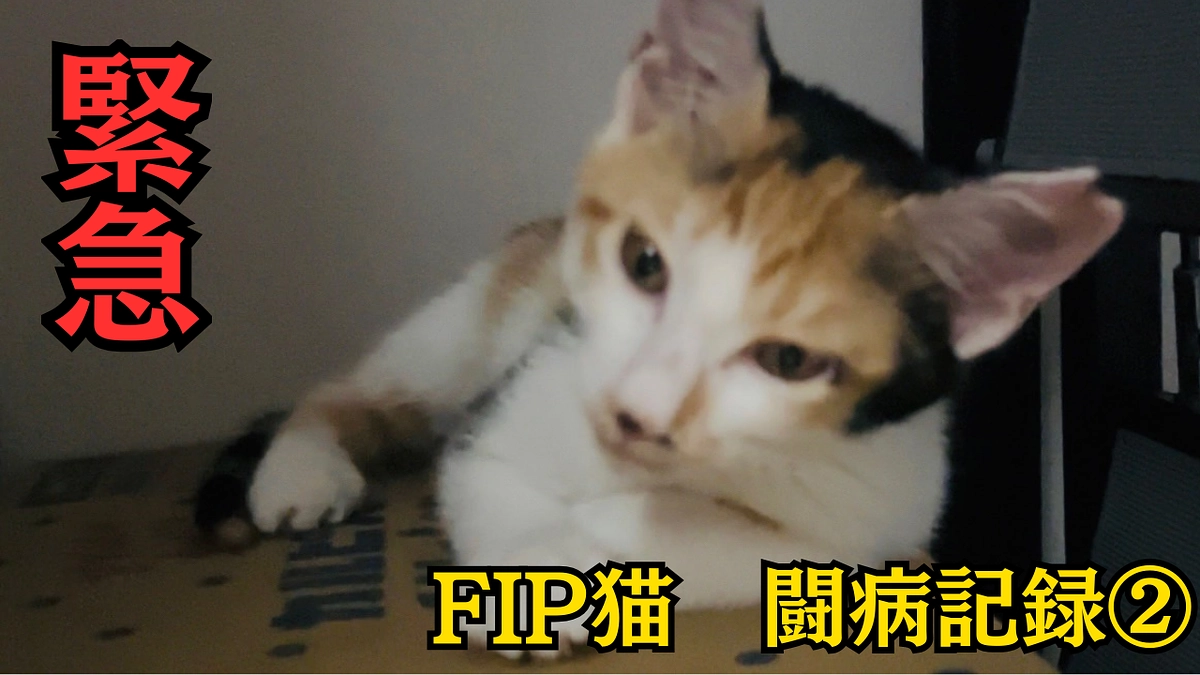 FIP （猫伝染性腹膜炎）治療記録②