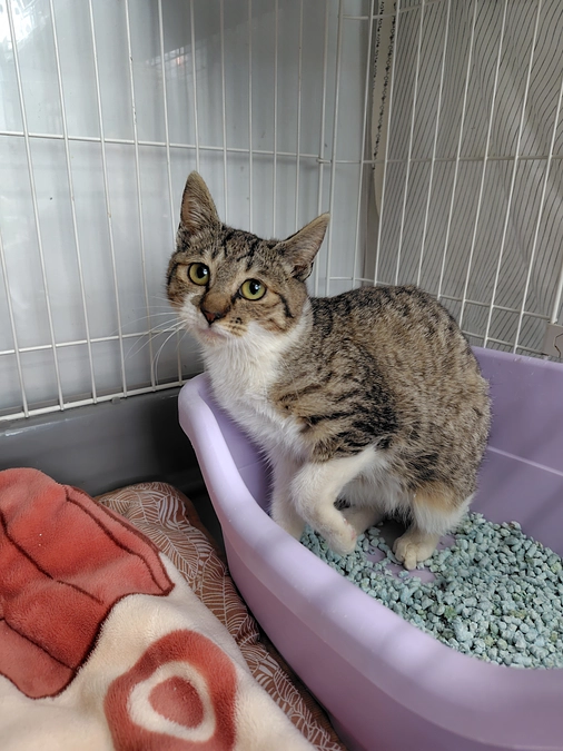 3月のしっぽ村卒業生と活動報告